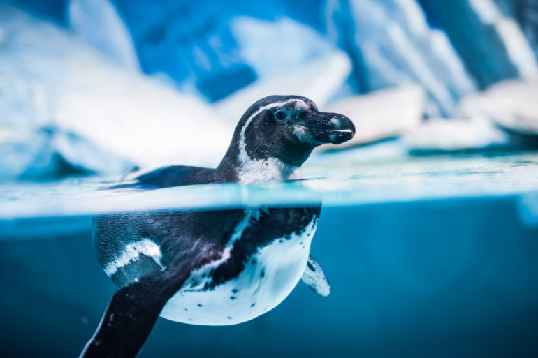 Humboldt Penguin swimming in the sea.